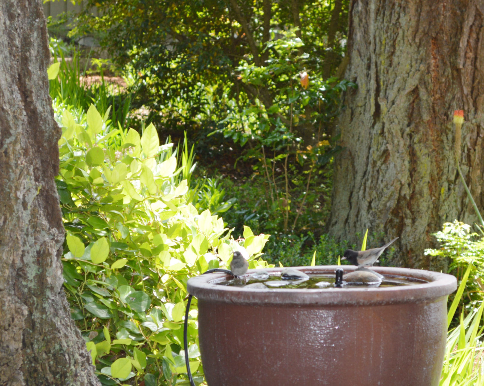 Camano Backyard Wildlife Habitat Garden Tour